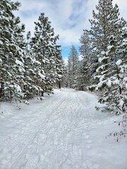 Winter path in the forest
