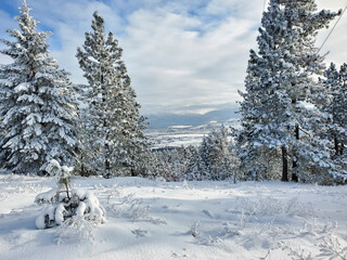 winter forest in the snow