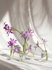 Selective focus on some flowers of chionodox,glory of the snow in tiny jars, bottles on a white background. Striped color and shadows from curtains. copy space and mock up. High quality photo
