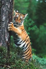 Siberian tiger (Panthera tigris altaica) detail portrait