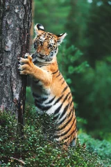 Zelfklevend Fotobehang Siberian tiger (Panthera tigris altaica) detail portrait © Sangur