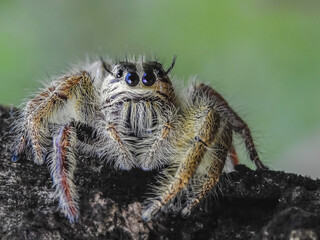 spider on a web