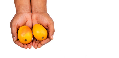 Ripe tropical mangoes in hands - Mangifera indica