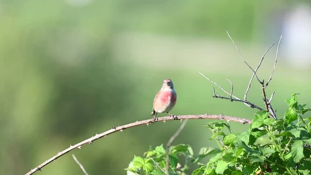 Common linnet Linaria cannabina in the wild. A bird cleans its beak on a stick.