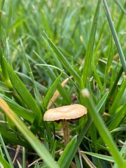 A mushroom in the tall grass