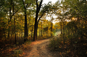 Turkey Mountain Trail