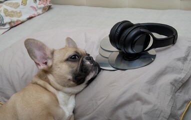 French bulldog lies on a soft pillow next to stylish black headphones and CDs, and rests with his eyes closed. 