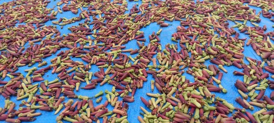 Cloves (Syzygium aromaticum) come from the Myrtaceae tree family
