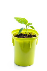 Young baby green pepper crop in plastic pot isolated on white