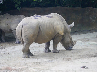 Obraz premium White rhinoceros : The white rhinoceros or square-lipped rhinoceros (Ceratotherium simum) is the largest extant species of rhinoceros. It has a wide mouth used for grazing and is most social