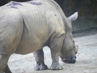 White rhinoceros : The white rhinoceros or square-lipped rhinoceros (Ceratotherium simum) is the largest extant species of rhinoceros. It has a wide mouth used for grazing and is most social © Azad Jain