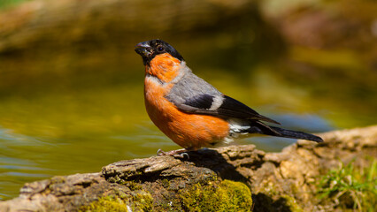 Eurasian Bullfinch