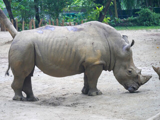 White rhinoceros : The white rhinoceros or square-lipped rhinoceros (Ceratotherium simum) is the largest extant species of rhinoceros. It has a wide mouth used for grazing and is most social © Azad Jain
