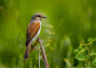 Red-backed Shrike