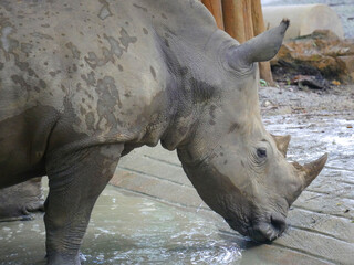Naklejka premium White rhinoceros : The white rhinoceros or square-lipped rhinoceros (Ceratotherium simum) is the largest extant species of rhinoceros. It has a wide mouth used for grazing and is most social