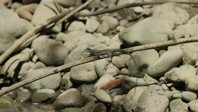 a brown basilisk lizard rests on a tree branch above a stream at corcovado national park of costa rica