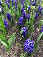 blue hyacinths flowers