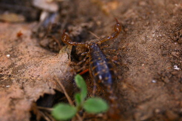 macro of a spider on a leaf
