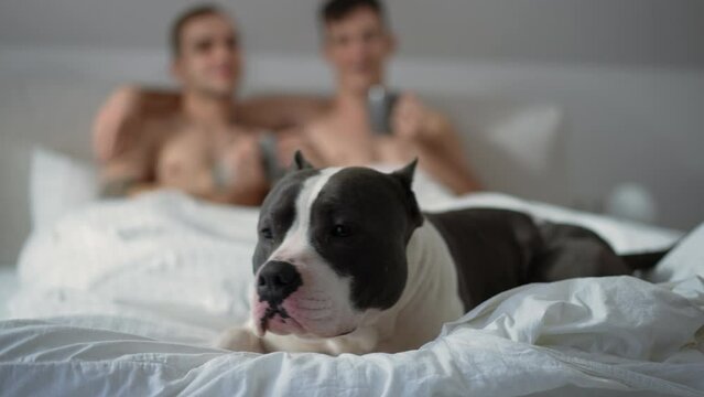 American Staffordshire Terrier lying on soft bed with blurred gay couple enjoying morning coffee at background. Dog resting in bedroom indoors with happy Caucasian men