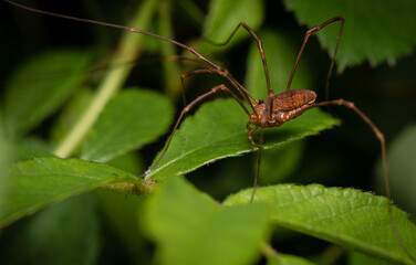 Macro close up of a daddy long-leg spider