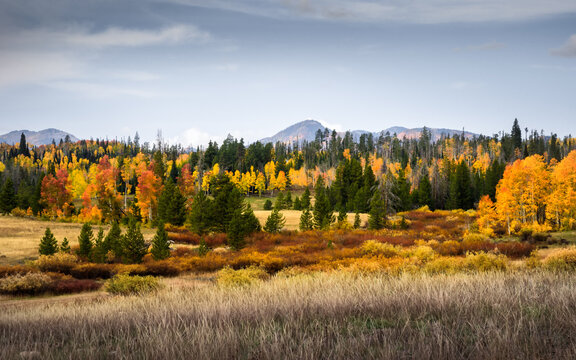 Fall Color Near Steamboat Springs, Colorado