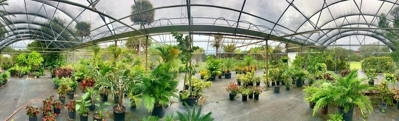 Greehouse filled with tropical plants. 