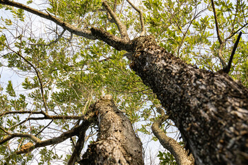 Green leaves of tree tops view from below from the trunk