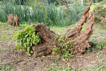 Fototapeta na wymiar Uprooted tree stump on the lawn overgrown with green bushes