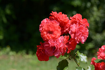 アホイ　バラの花