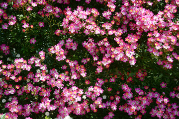 安曇野　バラの花