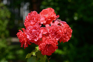アホイ　バラの花
