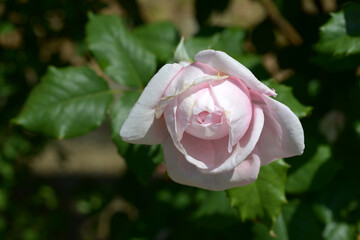 ナエマ　バラの花