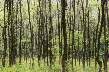 Obraz premium 島根県大田市三瓶山に静かに佇む原生林