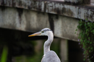 A close-up view of a blue heron.   Kyoto Japan
