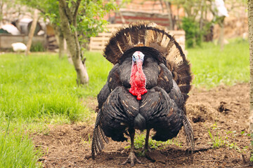 wild male turkey with long red nose and blue head, front view