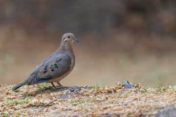 Mourning dove