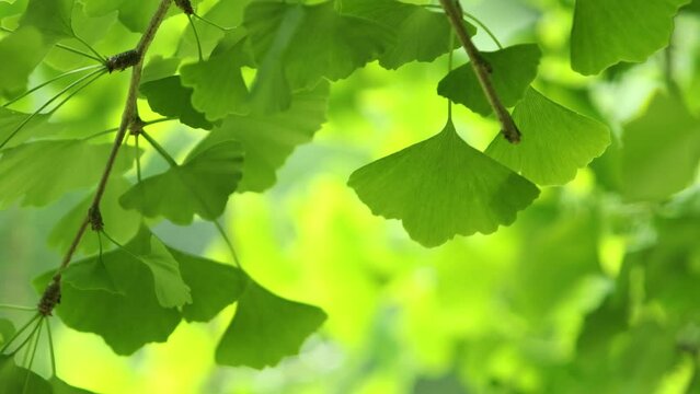 イチョウの新緑のクローズアップ