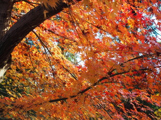 紅葉