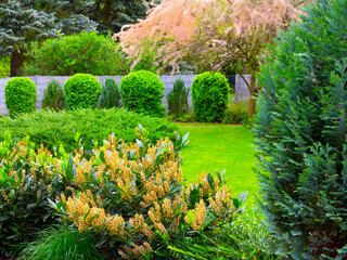 Spring ornamental garden with a flower bed and shrubs. Park with plants of conifers and exotic rhododendron in flowers.