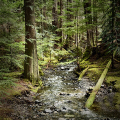 A stream amongst the large coniferous trees in a dense green rainforest.