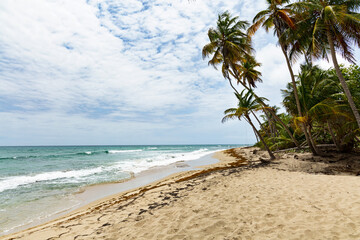 beach with palm trees