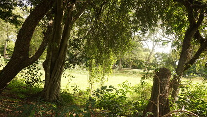 Fototapeta premium trees in the forest