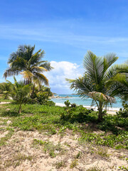 Fototapeta premium palm trees on the beach
