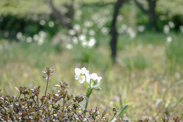 flowers in the forest