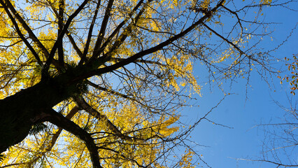 tree in autumn