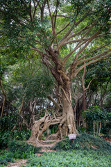 Historical Qingxiu Mountain Park in Nanning