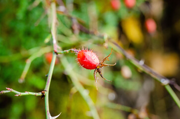 close up of a rosehip