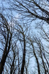 tree branches against blue sky