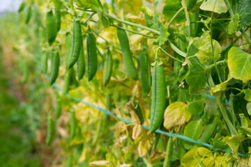 Ripe peas on the branches in the garden. High quality photo