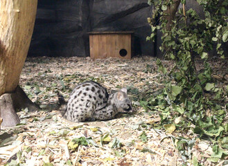 wild animal a cat disguises itself in the forest a rare beast